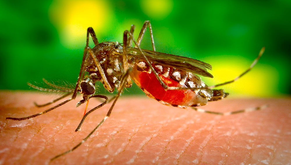 mosquito japones